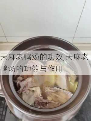 天麻老鸭汤的功效,天麻老鸭汤的功效与作用-第3张图片-石头美食网