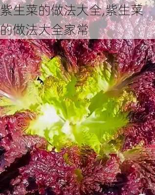 紫生菜的做法大全,紫生菜的做法大全家常-第1张图片-石头美食网