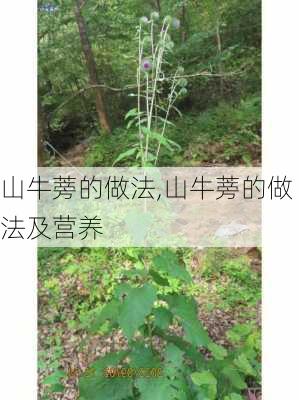 山牛蒡的做法,山牛蒡的做法及营养-第1张图片-石头美食网